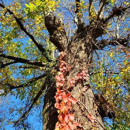Bella Vista Maggiore Einzigartiger Blick 365 Tagen Ghiffa