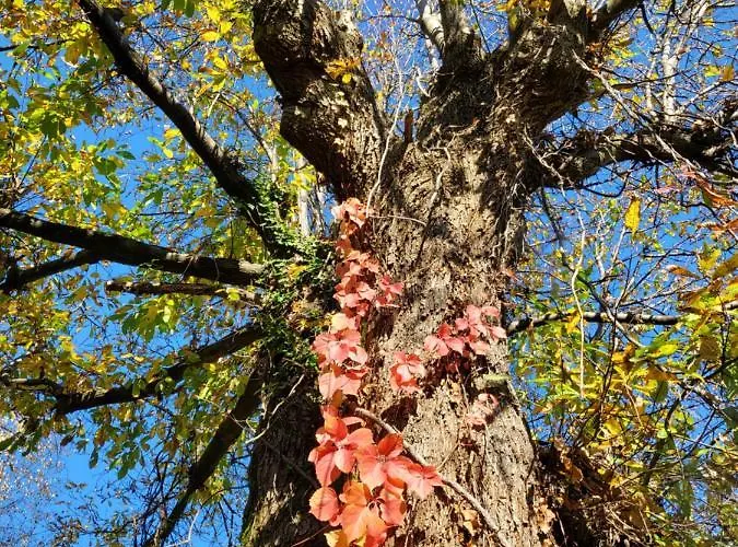 Bella Vista Maggiore Einzigartiger Blick 365 Tagen Ghiffa
